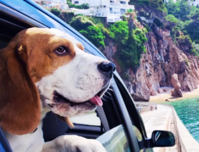 Dog Looking Out Car Window